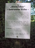 Bild der Tafel - Gebrannte Eiche -